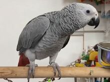 Buy Jess African Grey Parrot