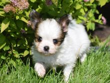 Papillon