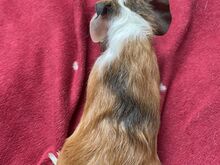 Merisiga