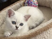 Шотландские прямоухие котята