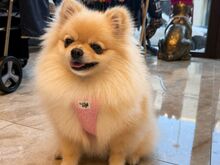 Pomeraniani kutsikas