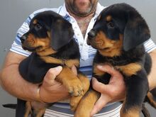 Rottweileri kutsikad