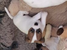 Jack Russell terjer