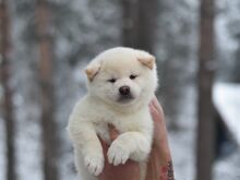 Shiba inu puppies