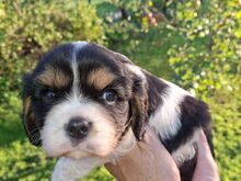 Cavalier King Charles spanjeli kutsikad!