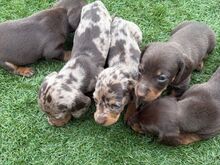 Miniature dachshund puppies