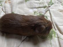 Isane merisiga