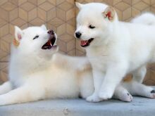 Jaapani shiba inu