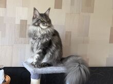 Maine coon