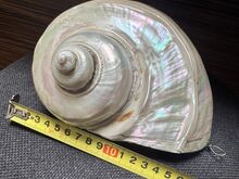 Suur ehtne Turbo marmoratus pärlmutterkarp – 15–17