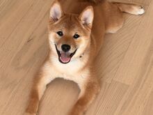 Shiba Inu kutsikad tšempionliinidest (ACW)