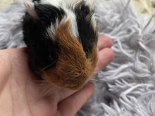 Merisiga