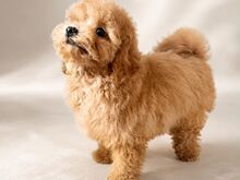 Maltipoo