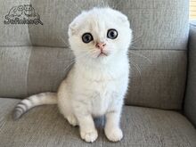 Scottish Fold poiss roheliste silmadega