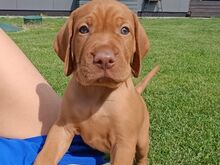 ungari vizsla