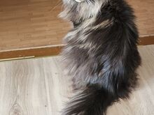 MAINE COON