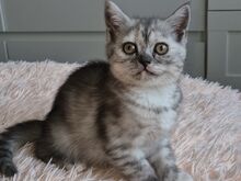 Scottish Fold/Straight