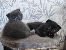 Котёнок скоттиш-страйт