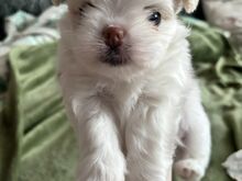 Maltese kutsikad