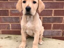 Labradori retriiveri kutsikad