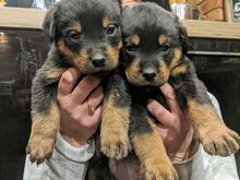 Rottweileri kutsikad