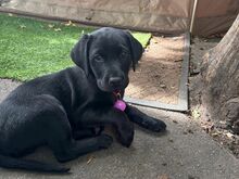 Labradori retriiver.