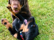 Dobermanni kutsikad