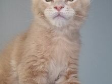 Maine Coon kassipojad, isased