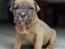 Cane Corso kutsikad