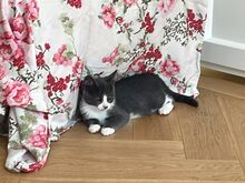 Kassipoiss Teodor