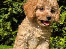 Cavapoo kutsikad