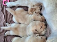 Labrador-retriiveri kutsikad