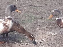 Утки