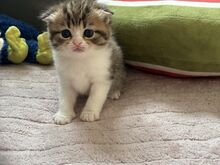 Scottish Fold/Straight kassipojad