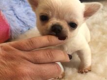 Chihuahua kutsikad
