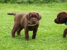 Labrador retriiver emane kutsikas saadaval