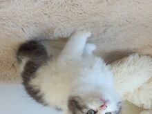 Scottish Straight Fold kassipojad