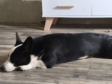 Corgi