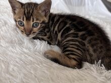 Бенгальские котята