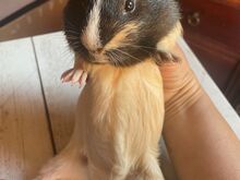 Isane merisiga