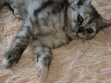 Scottish Fold/Straight
