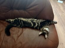 Maine Coon kassipoeg