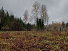 Предложение по уходу за лесными культурами