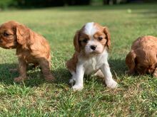 Cavalier King Charlesi spanjeli kutsikad