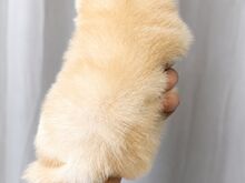 Pomeraniani kutsikas