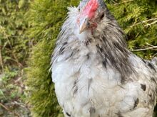 Ameraucana noor kukk