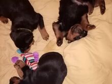 Rottweileri kutsikad.
