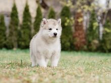 Alaska malamuut