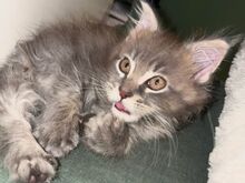 Maine Coon kassipojad