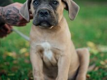 Cane Corso kutsikad